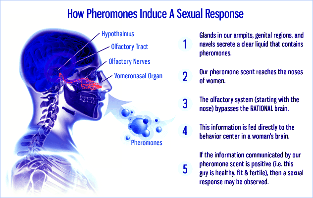 pheromone trong nước hoa kích dục